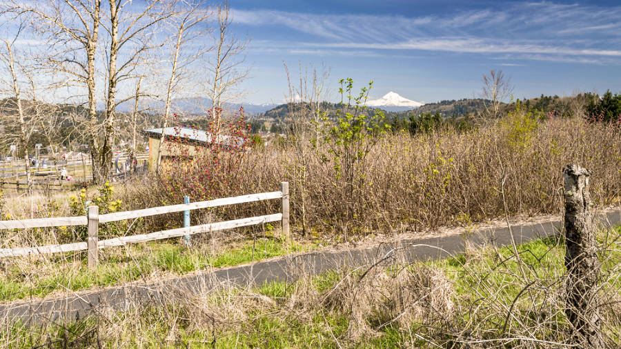 View of the snow covered mountain from the grasslands section of Powell Butte Loop Trail
