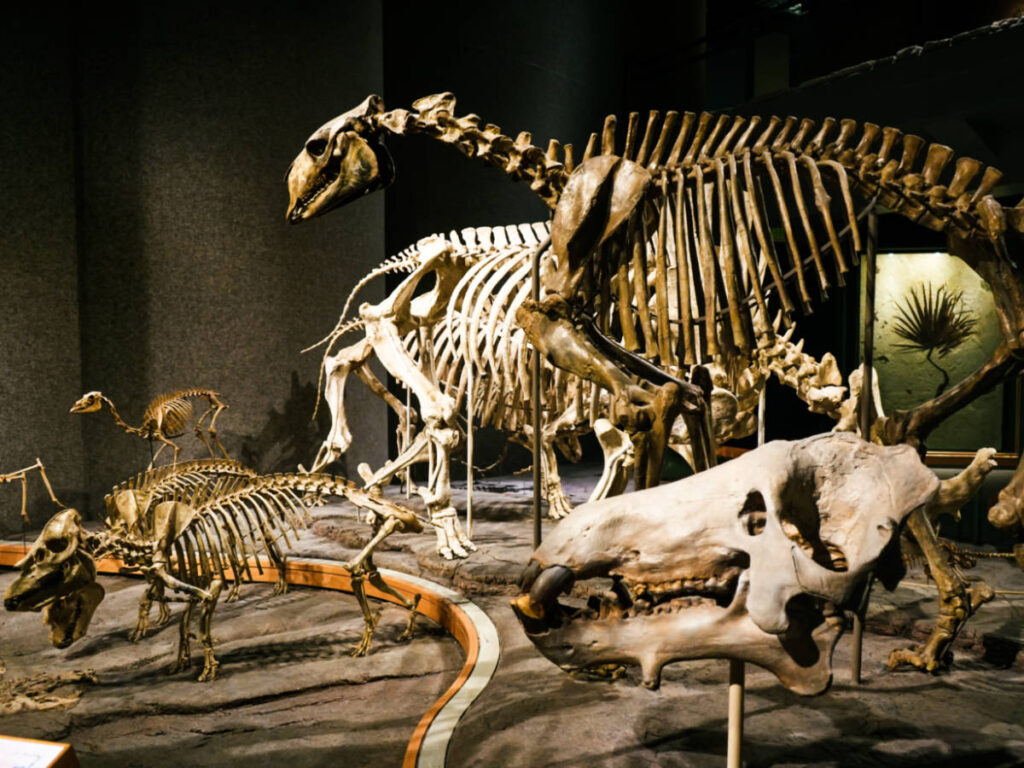 View of the animal skeletons at the Prehistoric Journey Exhibition inside the Denver Museum of Nature & Science