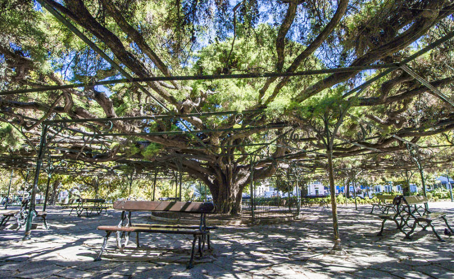 View of the famous large cedar tree in the middle of the park in Principe Real