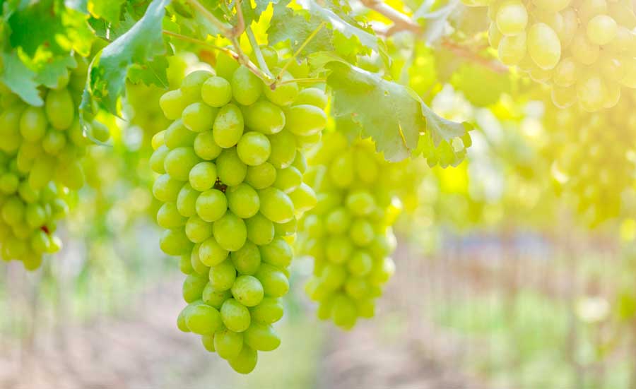 View of green grapes vineyard in Aguada