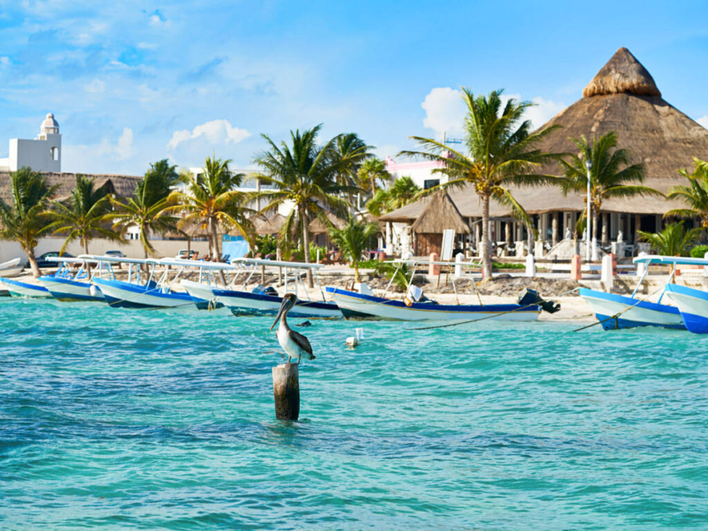 A bird on the wood at Puerto Morelos Beach