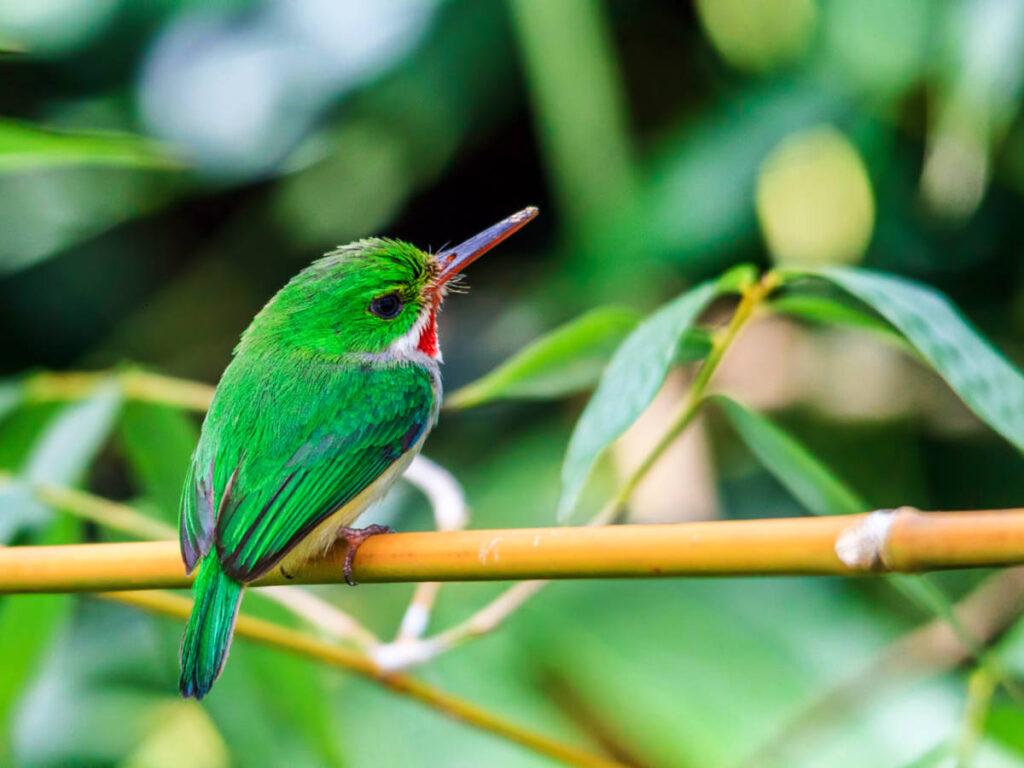 Closeup look of the Puerto Rican Tody on a branch of a tree