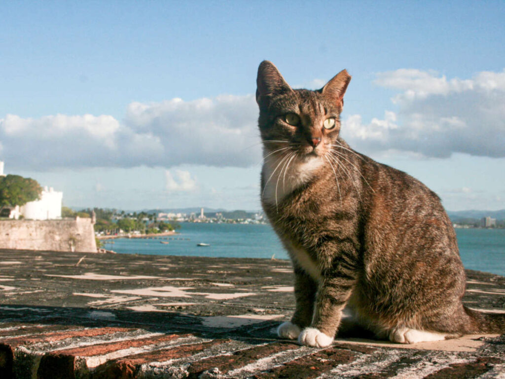 A stray cat in the street