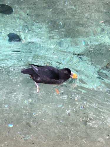 A puffin at the Point Defiance Park