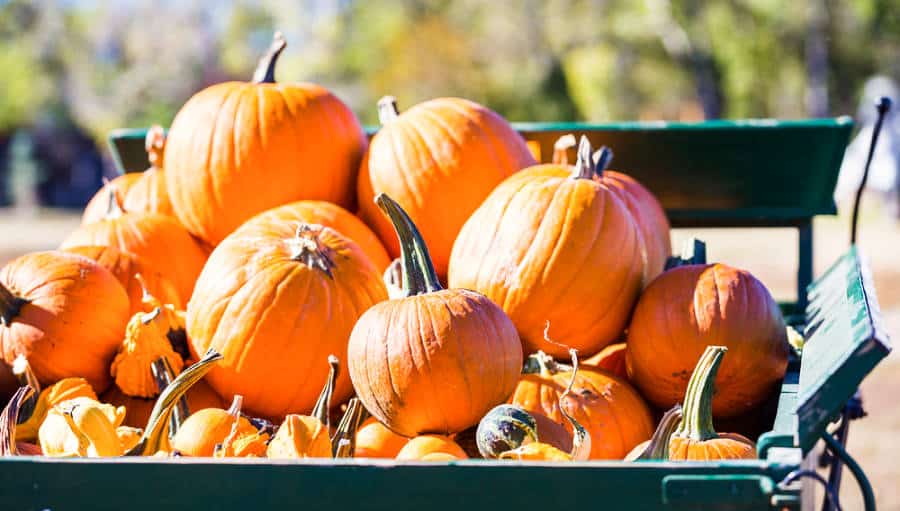 View of the pumpkins on a wheelbarrow