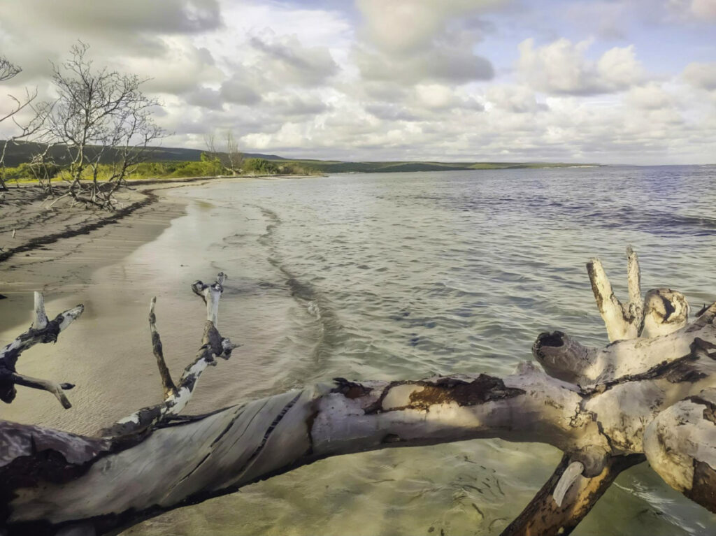 Beach with dead tree branch at Punta Ballena