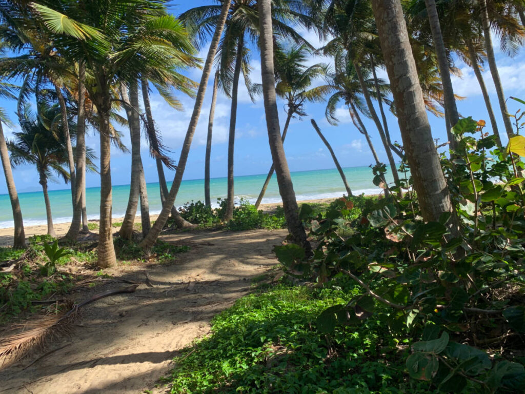 Path leading to Punta Santiago Beach with lush palm trees
