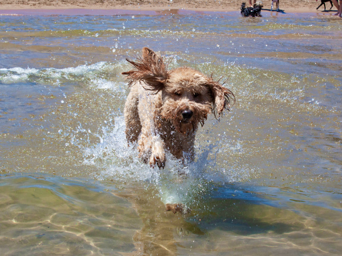 A dog running and enjoying the day in Belmont Harbor Dog Beach