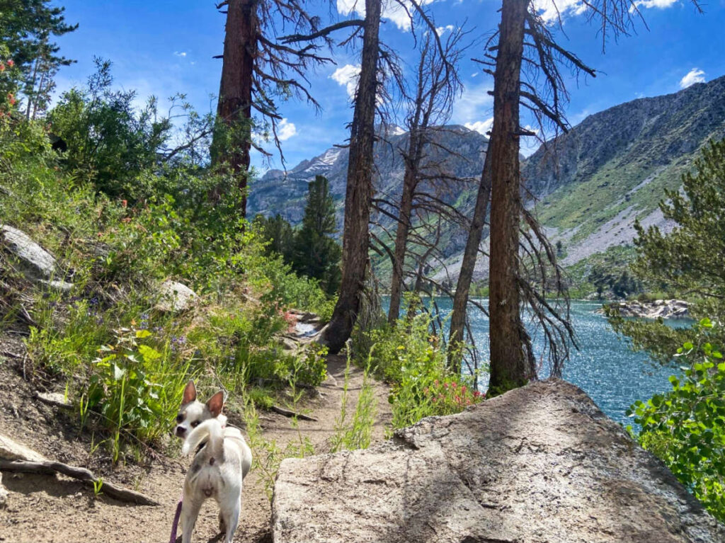 A puppy on the trail near the Blue Lake in Bishop