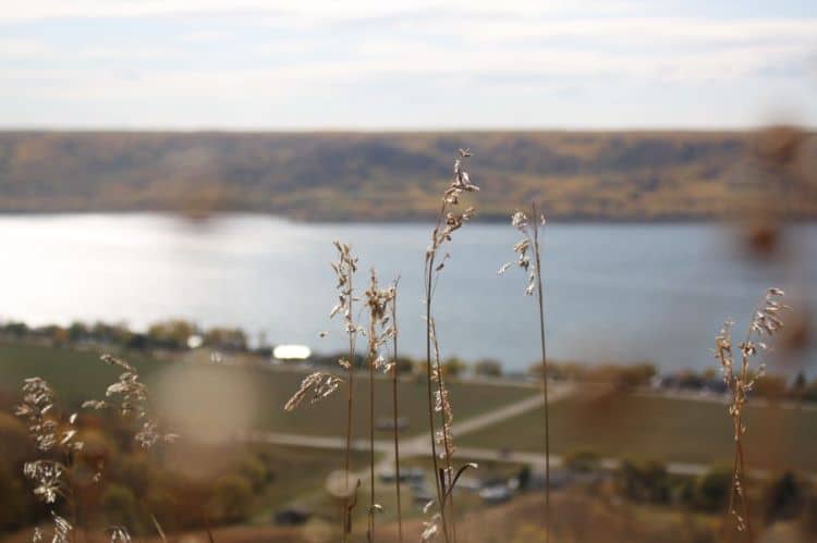 Wheat stalks in the foreground with the Qu'Appelle Valley and lake in the background in Saskatchewan