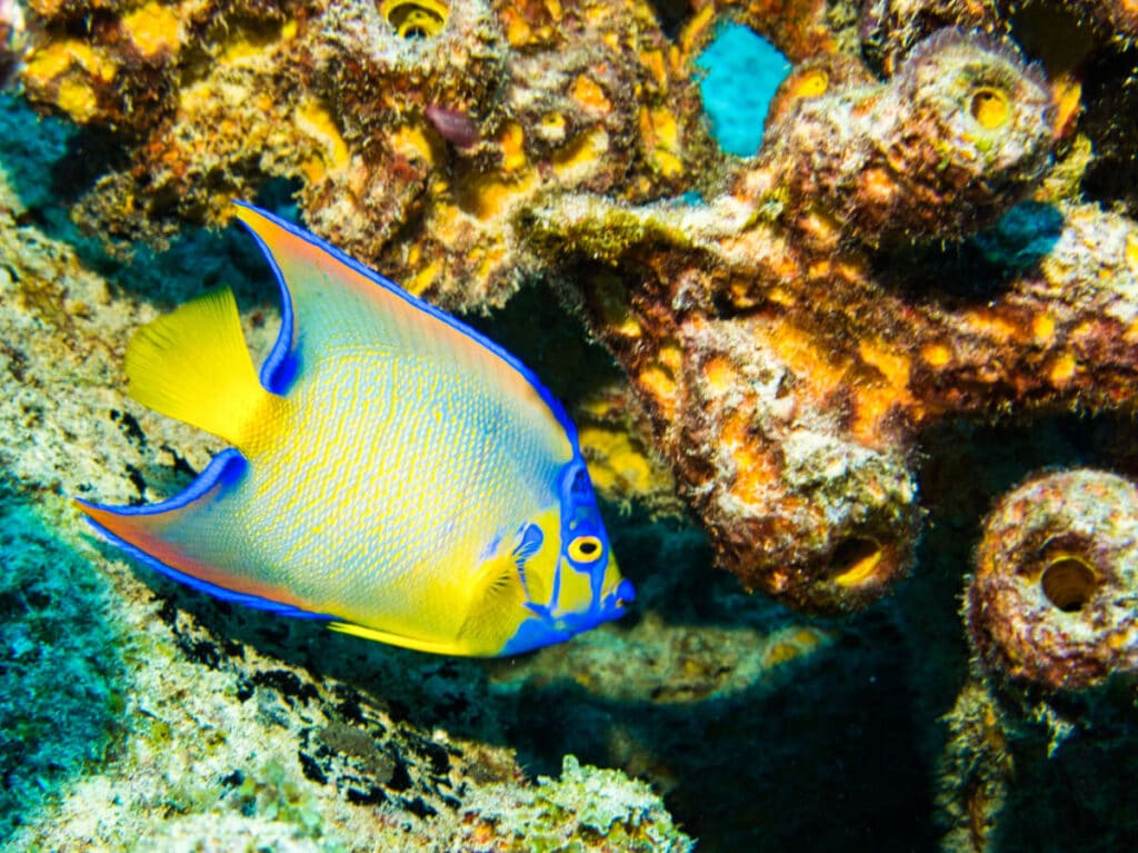 Closeup view of the colorful Queen Angelfish swimming around the corals at Cayo Ratón