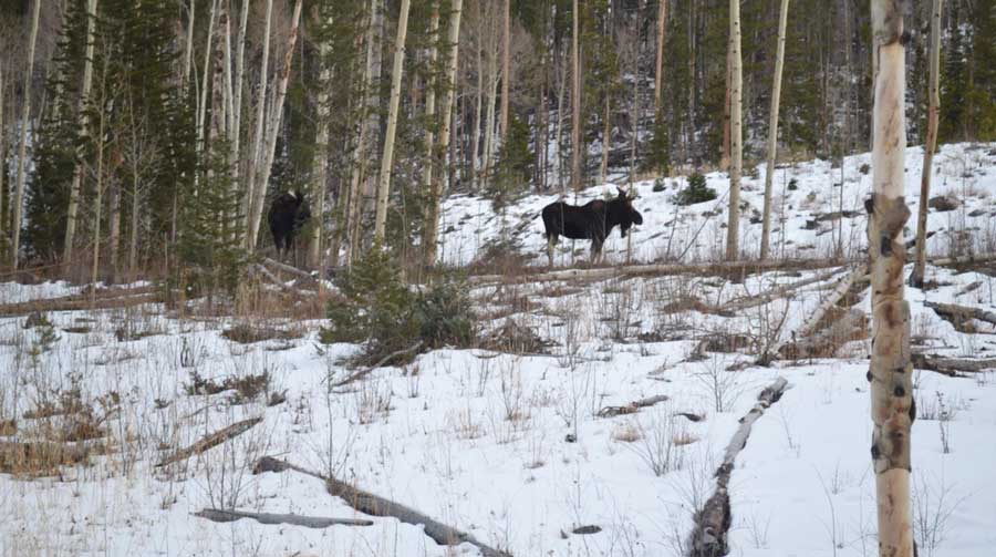 View of animals in the rainbow Lake Trail