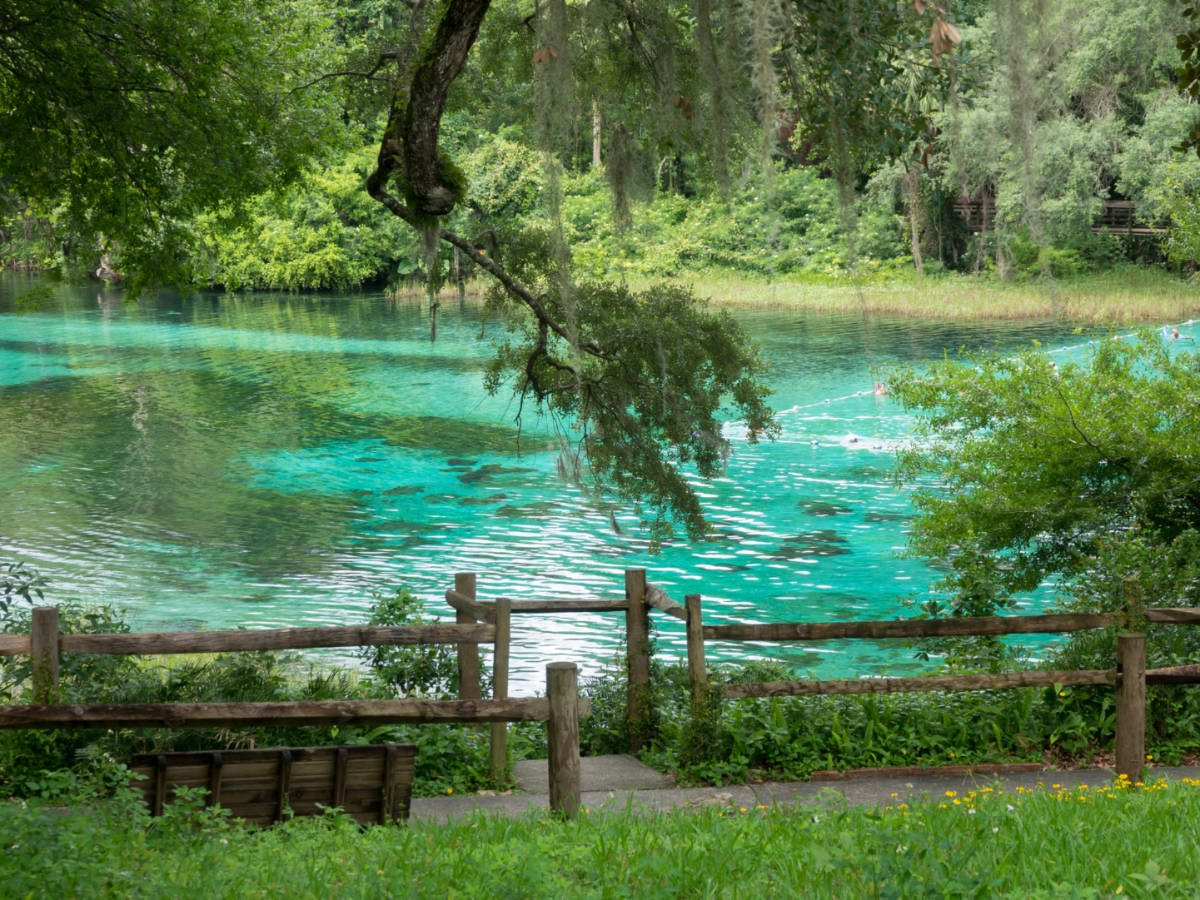View of the aqua springs at Rainbow Springs State Park on a summer day