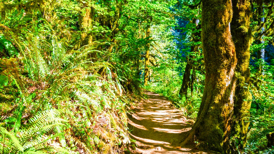 View of the trail in the middle of the rainforest