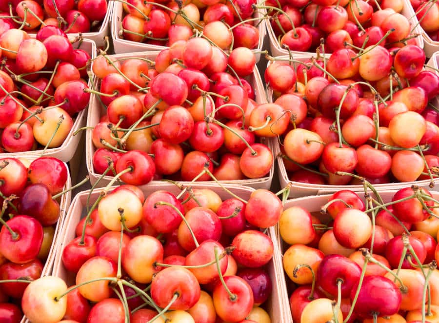 Boxes of freshly picked Rainier cherries at the farmers market