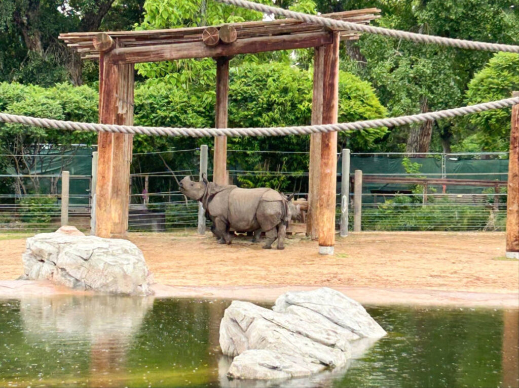 A rare black rhino near the pool in Denver Zoo Conservation Alliance