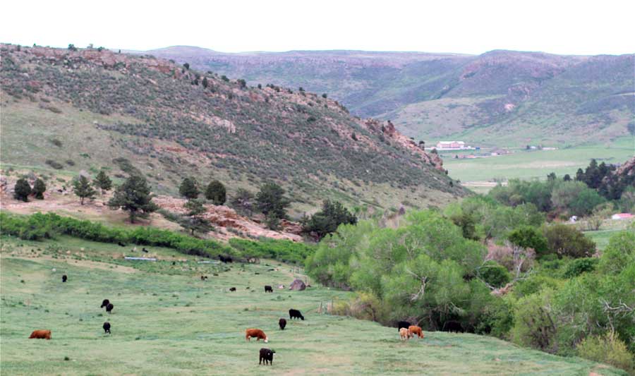 View of cows at the Rawhide Trail in Colorado