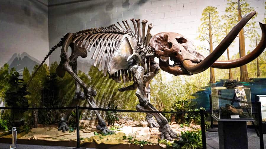 View of the displayed recreation of a Mastodon skeleton