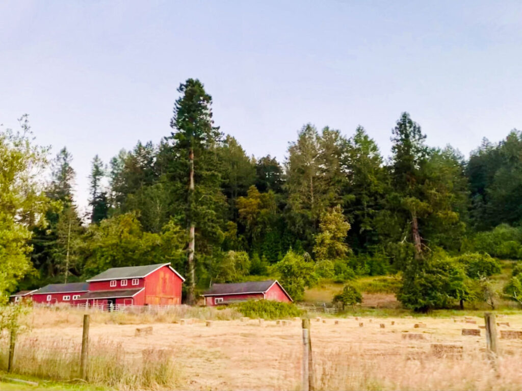 View of the red barns in a farm in Sonoma