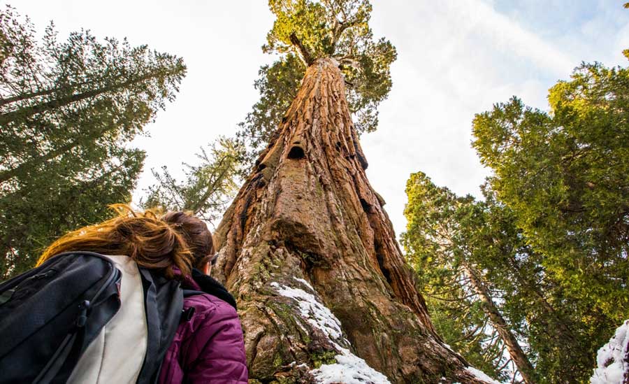 A girl looking up on a giant tree in Redwood National Park