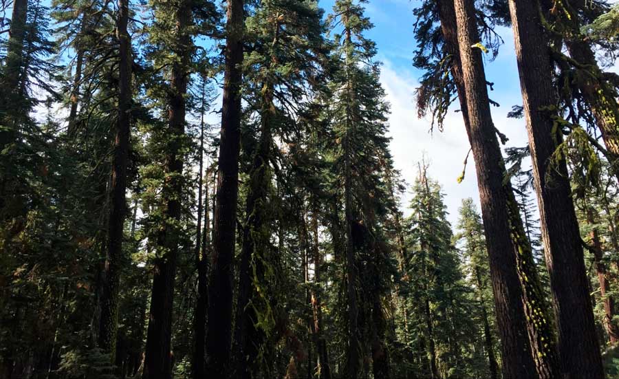 View when you look up in Redwood National Park