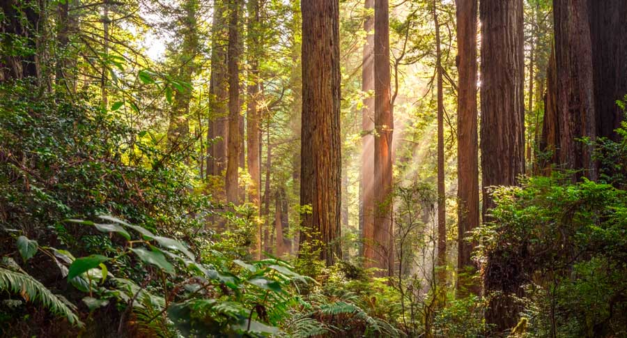 Sunlight on the trees in Redwood National Park