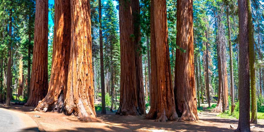 Giant redwood trees