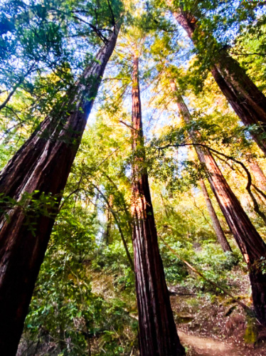 View of the tall redwood trees in Armstrong Redwoods State Reserve