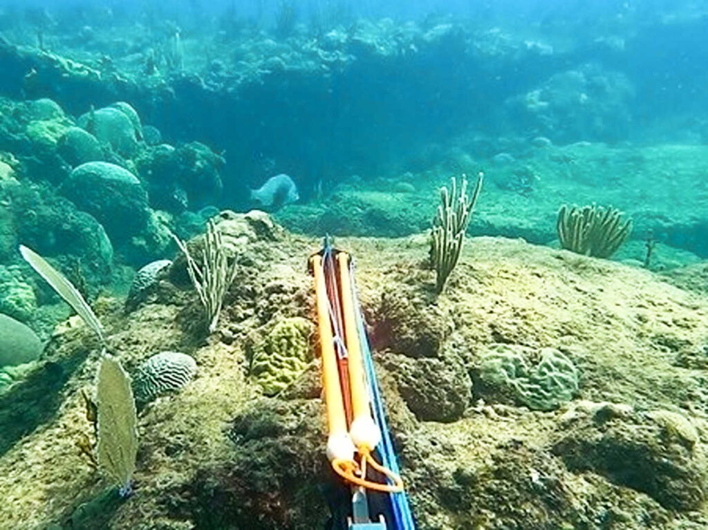 A reef hunter with spearfish under the water