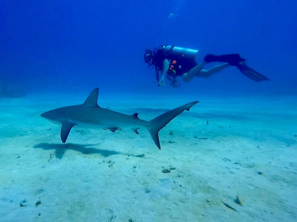 A scuba diver and a reef shark at Cane Bay on St. Croix