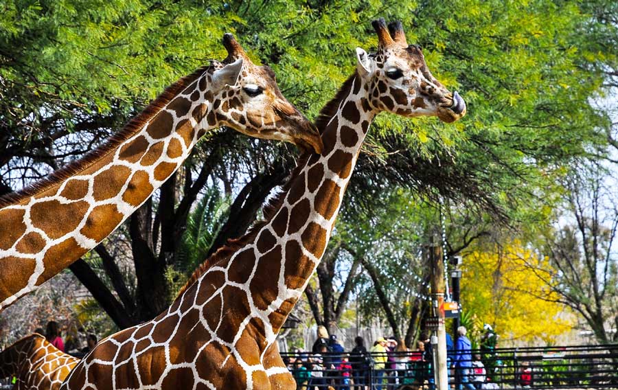 View of giraffes in Reid Park Zoo