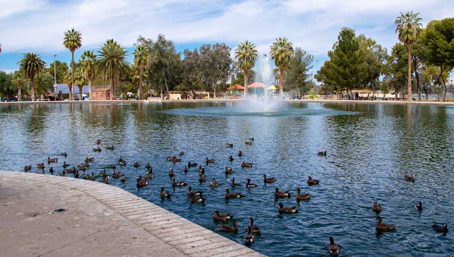 View of ducks at the lagoon in Reid Park