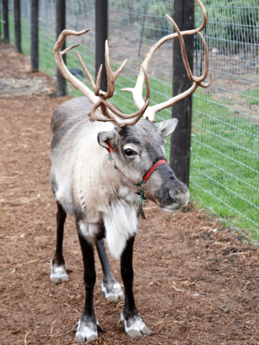 A reindeer wandering at Leavenworth, Washington