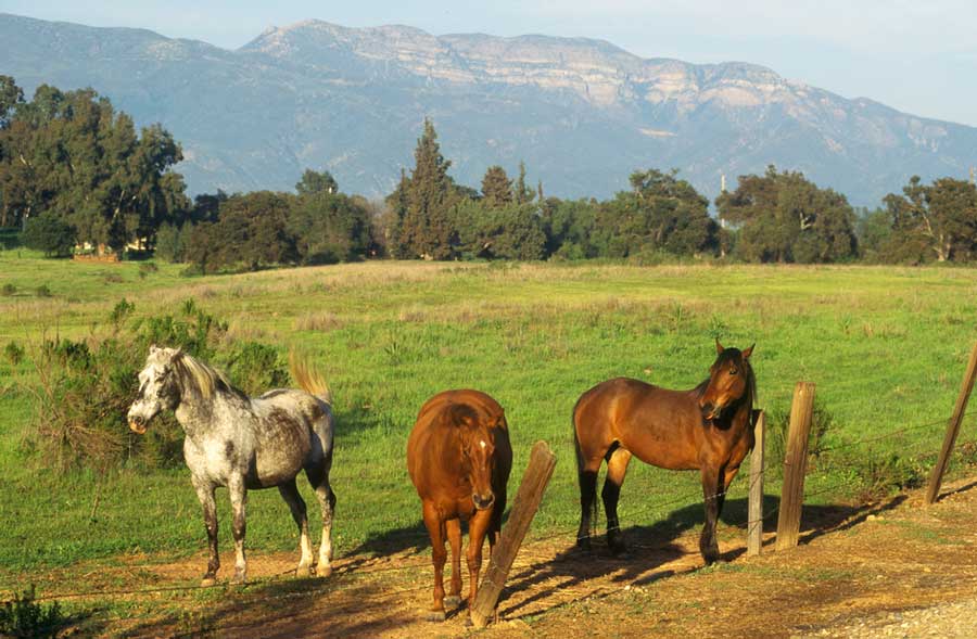 Ojai horses and the Topa Topa Mountains on the bakcground