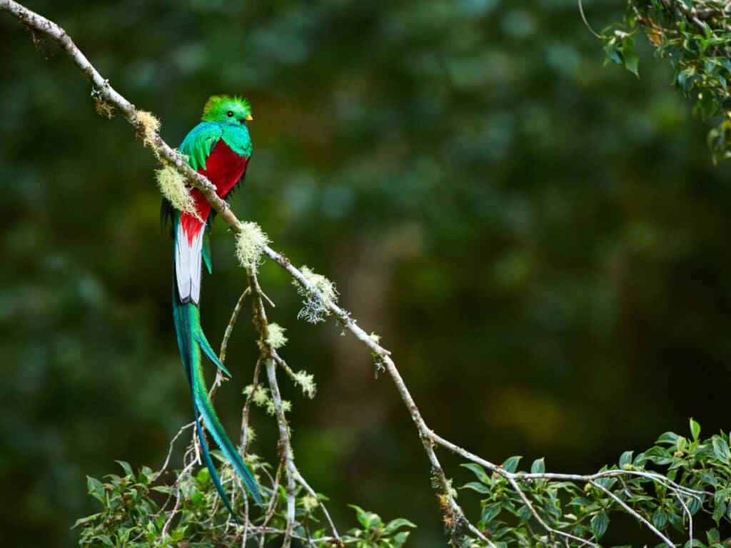 A colorful resplendent quetzal on a tree branch in Rey Tepepul Reserve