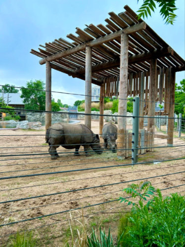 Two Rhinos eating inside a cage at the Denver Zoo