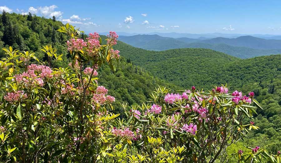 View of rhododendrons and the Blue Ridge Mountains on its background