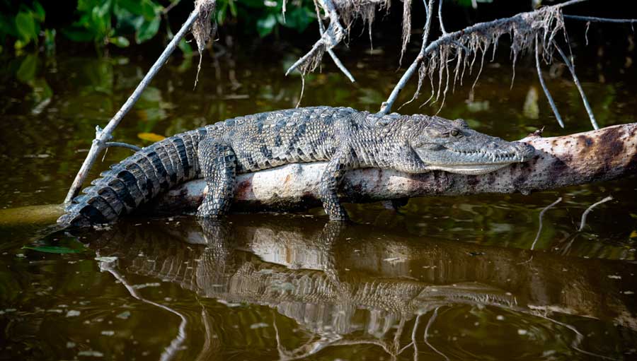 View of a crocodile in Rio Lagartos Biosphere Reserve