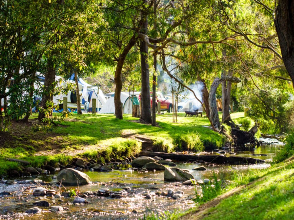 View of the greenery around the riverbank near the camping area