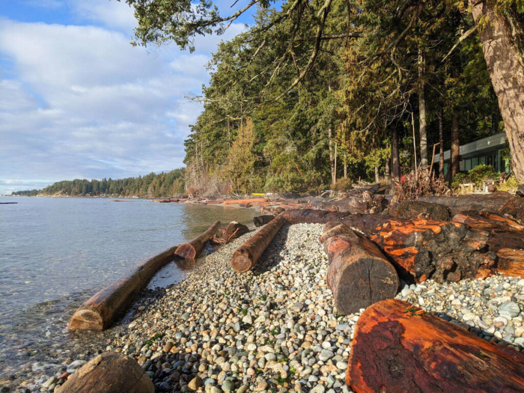 Roberts Creek in Sunshine Coast, with logs and trees on the shore