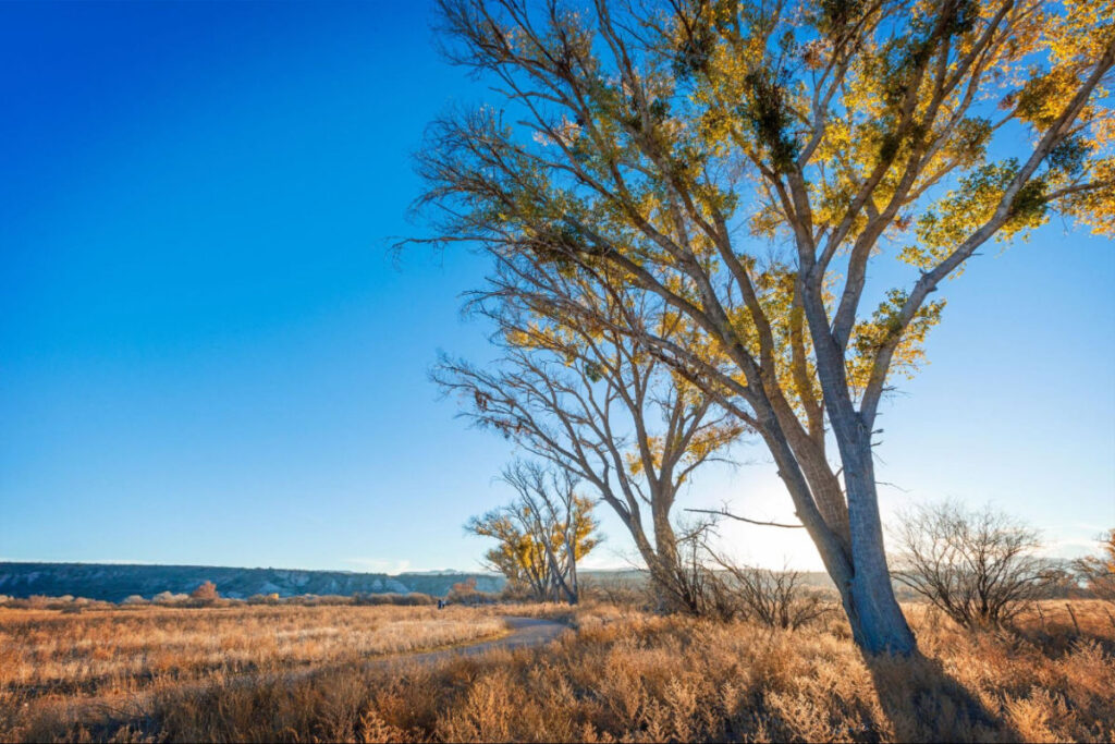 Old-growth Rocand cottonwood trees against a blue sky at Rockin’ River Ranch State Park