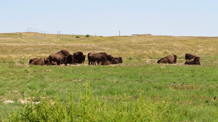 View of the wild animals in the spacious landscape in Rocky Mountain Arsenal National Wildlife Refuge