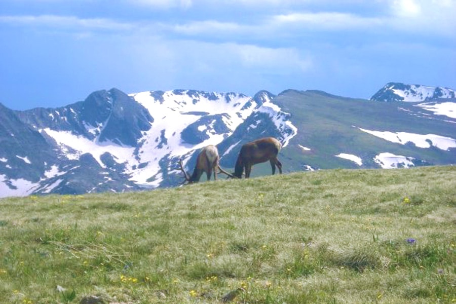 View of two elks eating grass in Rocky Mountain National Park
