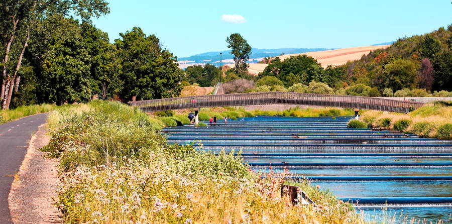 View of the footbridge over a lake in Rooks Park in Walla Walla