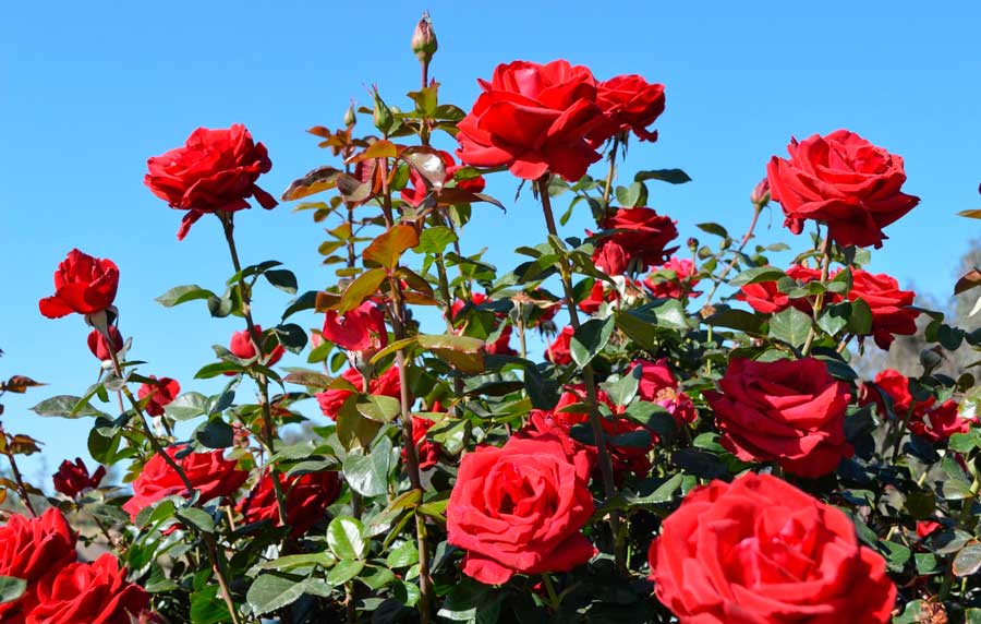 Red roses blooming on the Rose Haven Heritage Garden