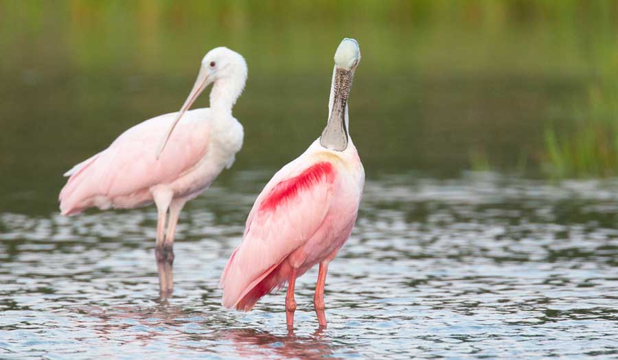 View of roseate spoonbill in Rookery Bay