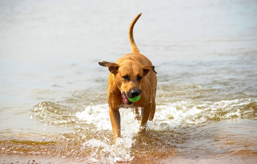 A dog on the shoreline with a ball