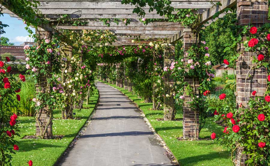 Colorful rose pergola in Royal Botanic Gardens