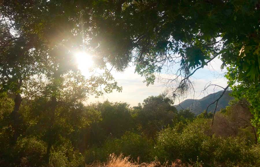 View from the Runyon Canyon Park during a sunny morning