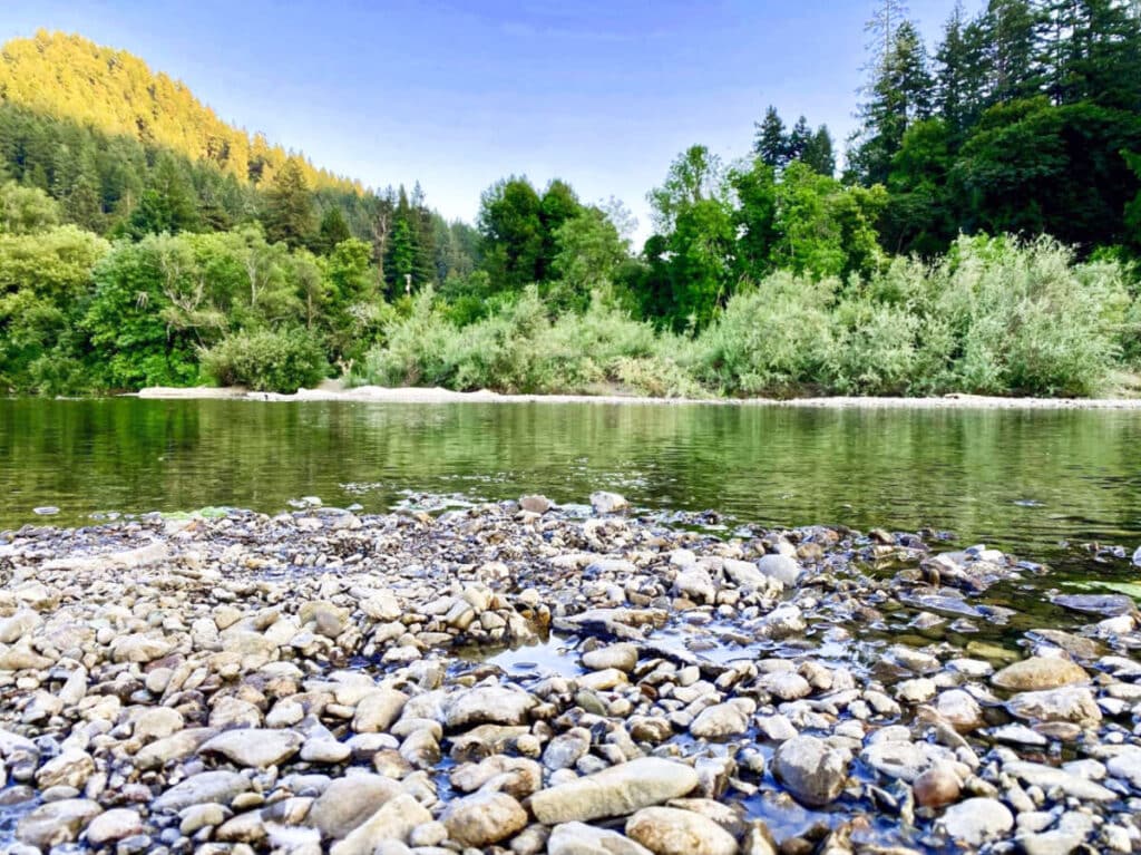 View of the greenery around the Russian River